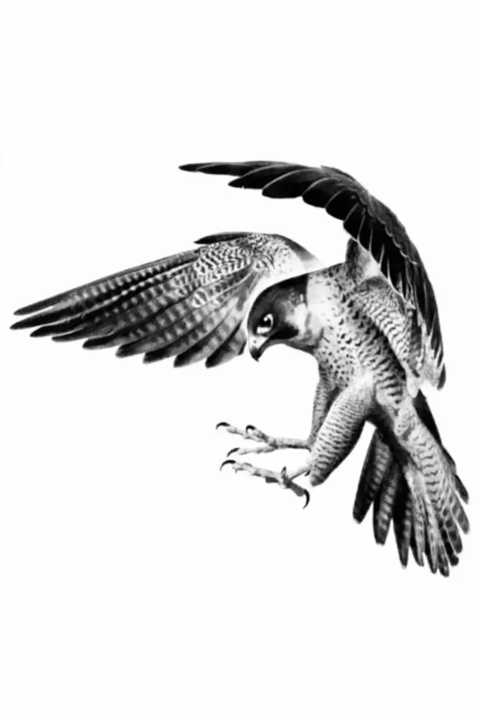 falcon tattoo stencil1