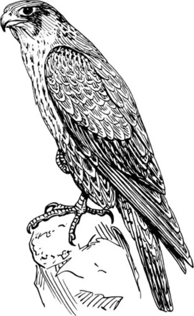 falcon tattoo stencil4