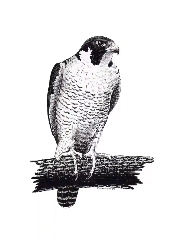 falcon tattoo stencil9