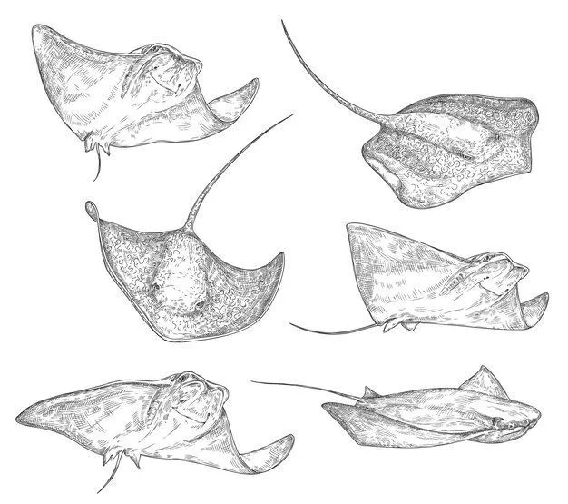 Stingray Tattoo Stencil Perfect Design For Intricate Body Art Stingray Tattoo Stencil Perfect Design For Intricate Body Art