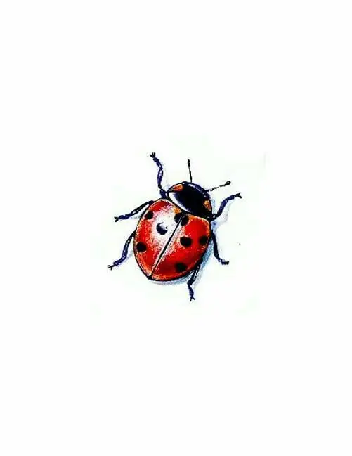 Ladybug Tattoo Stencil (17)