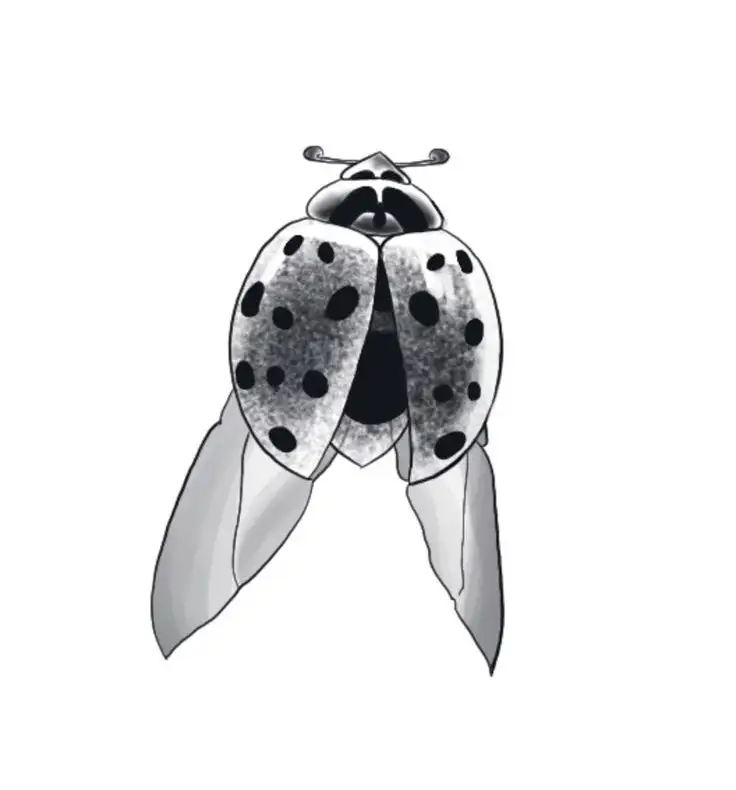 Ladybug Tattoo Stencil (39)