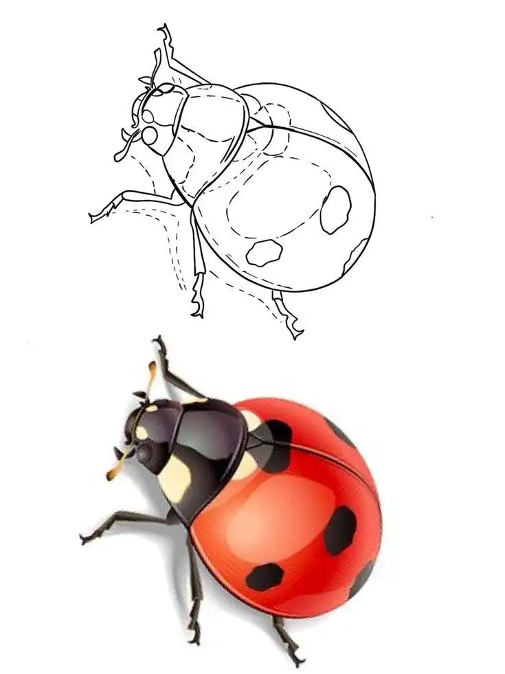 Ladybug Tattoo Stencil (8)