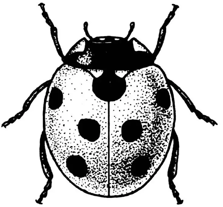 Ladybug Tattoo Stencil