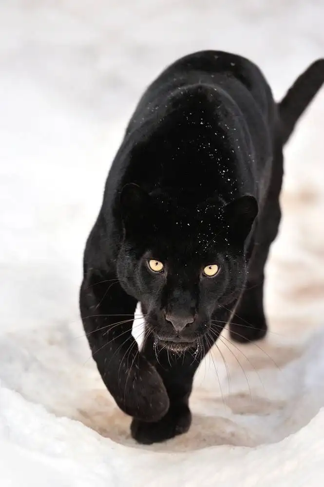 Panther Tattoo Stencil (12)