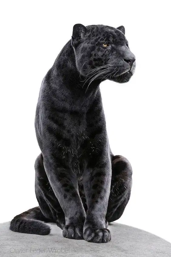 Panther Tattoo Stencil (22)
