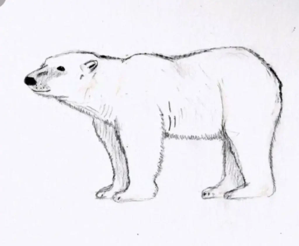 Polar Bear Tattoo Stencil
